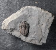 Flexicalymene senaria (CONRAD, 1841)