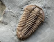 Flexicalymene retrorsa (Foerste, 1910)