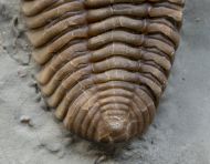 Flexicalymene retrorsa (Foerste, 1910)