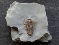 Flexicalymene retrorsa (Foerste, 1910)