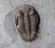 Greenops widderensis (Lieberman & Kloc, 1997)