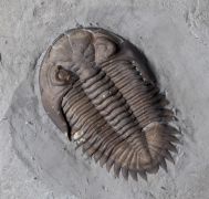 Greenops widderensis (Lieberman & Kloc, 1997)