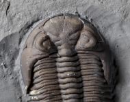 Greenops widderensis (Lieberman & Kloc, 1997)