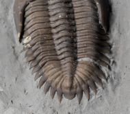 Greenops widderensis (Lieberman & Kloc, 1997)