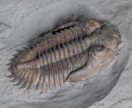 Greenops widderensis (Lieberman & Kloc, 1997)