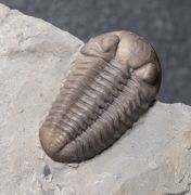 Acernaspis orestes (Billings, 1860)