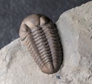 Acernaspis orestes (Billings, 1860)