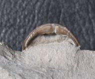 Acernaspis orestes (Billings, 1860)