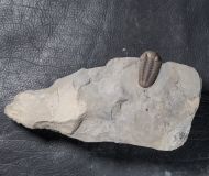 Acernaspis orestes (Billings, 1860)