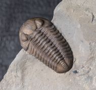 Acernaspis orestes (Billings, 1860)