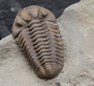 Acernaspis orestes (Billings, 1860)