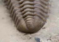 Acernaspis orestes (Billings, 1860)