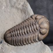 Acernaspis orestes (Billings, 1860)