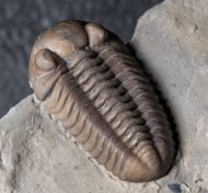 Acernaspis orestes (Billings, 1860)