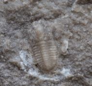 Cummingella carringtonensis (Etheridge in Woodward 1884)