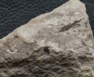 Cummingella carringtonensis (Etheridge in Woodward 1884)