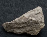 Cummingella carringtonensis (Etheridge in Woodward 1884)