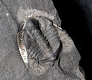 Stapeleyella inconstans Whittard, 1955