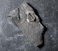 Stapeleyella inconstans Whittard, 1955