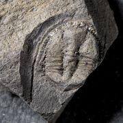 Bergamia prima (Elles, 1940).