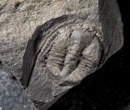 Bergamia prima (Elles, 1940)