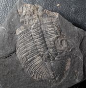 Ogygiocarella angustissima (Salter 1866)