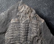 Ogygiocarella angustissima (Salter 1866)