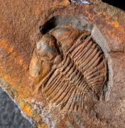 Cnemidopyge nuda (MURCHISON, 1839)