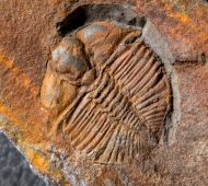 Cnemidopyge nuda (MURCHISON, 1839)