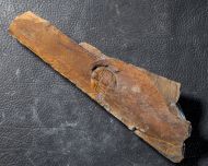 Cnemidopyge nuda (MURCHISON, 1839)