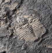 Dionide turnbulli Whittington, 1952