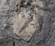 Dionide turnbulli Whittington, 1952