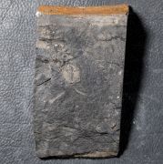 Dionide turnbulli Whittington, 1952