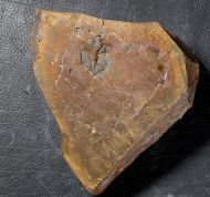 Ampyx linleyensis WHITTARD, 1955 & Corrugatagnostus cornutus (Robison, 1964)