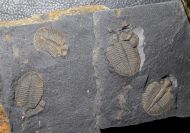 Lloydolithus lloydi (MURCHISON, 1839)