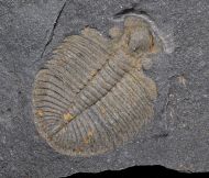 Ogygiocarella debuchii BRONGNIART, 1822