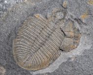 Ogygiocarella debuchii BRONGNIART, 1822