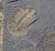 Ogygiocarella debuchii BRONGNIART, 1822