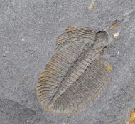 Ogygiocarella debuchii BRONGNIART, 1822