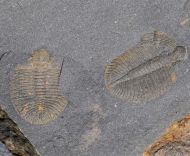 Ogygiocarella debuchii BRONGNIART, 1822