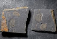 Ogygiocarella debuchii BRONGNIART, 1822