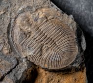 Ogygiocarella debuchii BRONGNIART, 1822