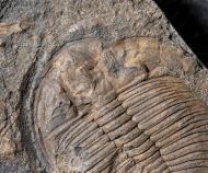 Ogygiocarella debuchii BRONGNIART, 1822