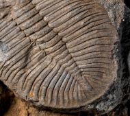 Ogygiocarella debuchii BRONGNIART, 1822