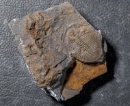 Ogygiocarella debuchii BRONGNIART, 1822