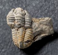 Gravicalymene arcuata (Price, 1982)