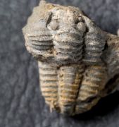 Gravicalymene arcuata (Price, 1982)