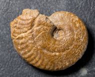 Ochetoceras canaliculatum (Von Buch, 1831)