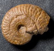 Ochetoceras canaliculatum (Von Buch, 1831)