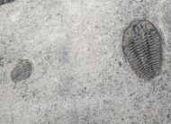 Wujiajiania lyndasmithae Chatterton & Gibb, 2016